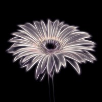 Assaf Frank - FTBR 1659 Gerbera