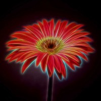 Assaf Frank - AF20110820 Gerbera 023C03PP