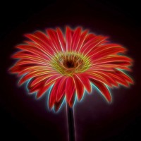 Assaf Frank - AF20110820 Gerbera 023C03PPC01