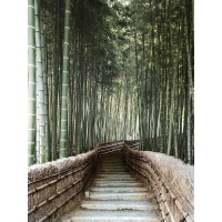Forest Bridge
