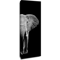 Elephant - Two Faces