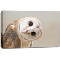 Owl - You Still There?