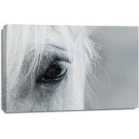 Horse - The Wanderer