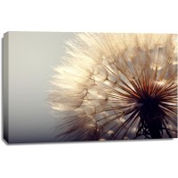 Torhild Adrijana - Dandelion Spotlight