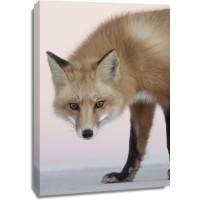 Fox - Hello There