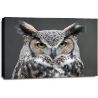 Owl - You Again?