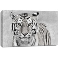 Tiger - You Want a Piece of Me?