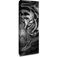 Tiger - Two Faces - Right