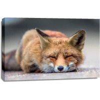 Fox - Nap time