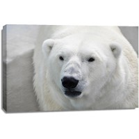 Polar Bear - Anticipation