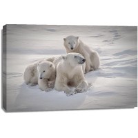 Polar Bear - Mother's Love