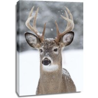 Deer - Snowstorm