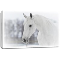Horse - After the Snowstorm