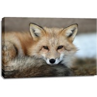 Fox - Do Not Disturb