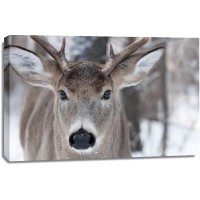 Deer - Wandering