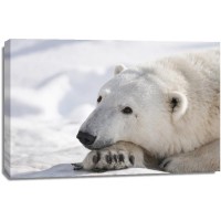 Polar Bear - End of The Nap