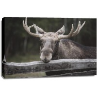 Moose - Lying on The Fence
