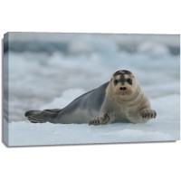 Seal - Going for a Swim