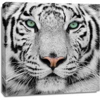 Tiger - Watching You