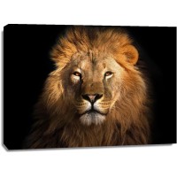 Lion - Out of the Dark