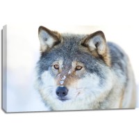 Wolf - Staring far Ahead
