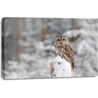 Owl - Good For You