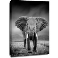 Elephant - Morning Walk