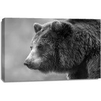 Bear - Winter Is Coming