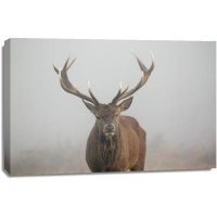 Deer - Wandering in the Mist