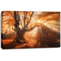 Romeo Delogu - Fall Sunrise Hidden By Oak