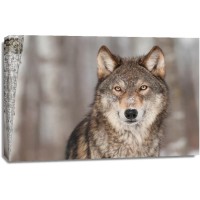 Wolf - Winter Forest