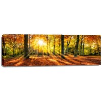 Romeo Delogu - Fall Sunrise In Forest