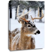 Deer - Virgina - Winter