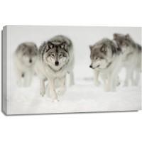 Wolf - Pack - Cool Hike
