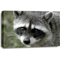 Racoon - Looking At You