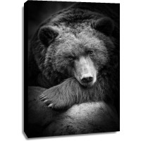 Bear - Anticipation