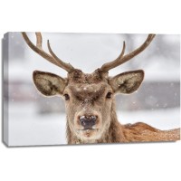 Deer - Soft Snowstorm