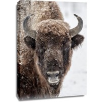 Bison - Lone and Peaceful II