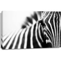 Zebra - Deep Stare
