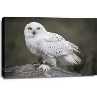 Snowy Owl - Tracking The Pray