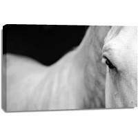 Horse - Mean Stare