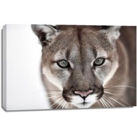 Cougar - Tracking The Pray