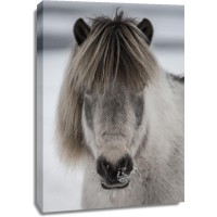 Horse - Cold Evening