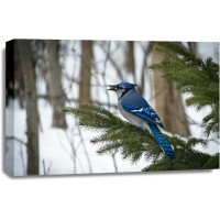 Bird - Blue Jay - Sitting On A Spruce