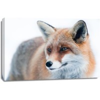 Fox - Cold Hunter