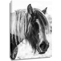 Horse - Hairy Friend