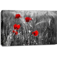 Louie Harvey - Red Poppy Flowers