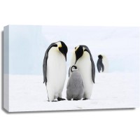 Penguin - Family