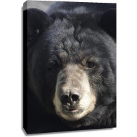 Bear - Good Morning