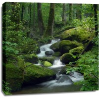 Renée Pehr - Forest River III